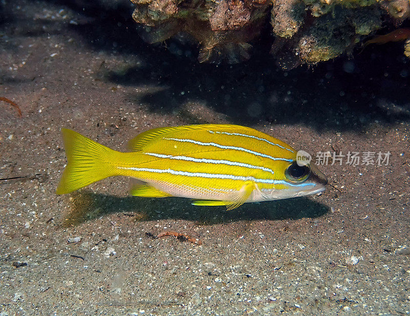 埃及红海中的五行鲷鱼(Lutjanus quinelineatus)